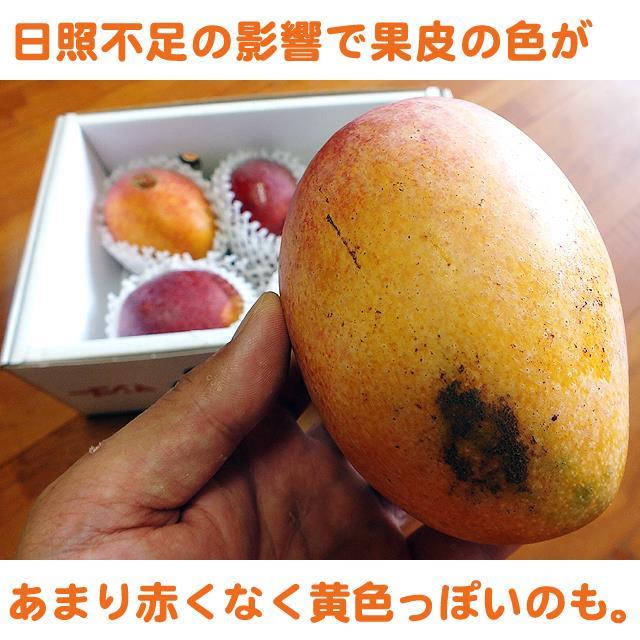 送料込】沖縄産訳ありアップルマンゴー約2．5キロ┃大きさ不ぞろい