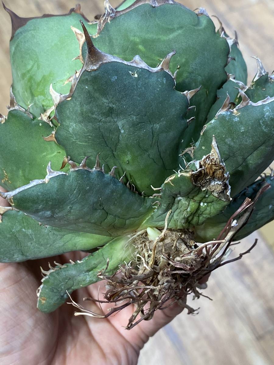☆PCP特選アガベ☆ Agave titanota (oteroi) カリフォルニア にて実生  