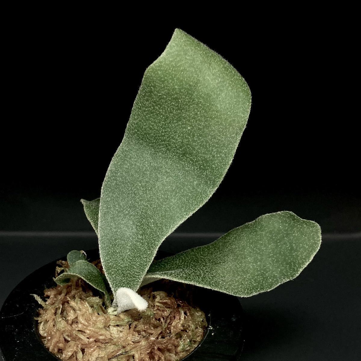 P. Willinckii Celso Tatsuta 【94】ウィリンキー セルソ タツタ ビカクシダ コウモリラン 観葉植物