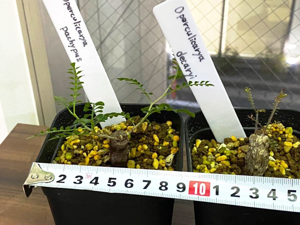 値下げ‼️塊根植物 ゴツゴツした幹 パキプス デカリー 実生 値下げ