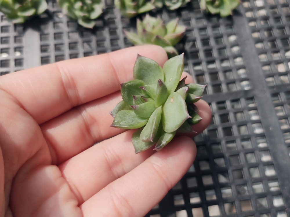 Easternstar 海外発送 3a ムーンストーン 月長石 パワーストーン Moonstone 玉サイズ7 5mm 手作り 1連売り 長さ約40cm 激安価格と即納で通信販売