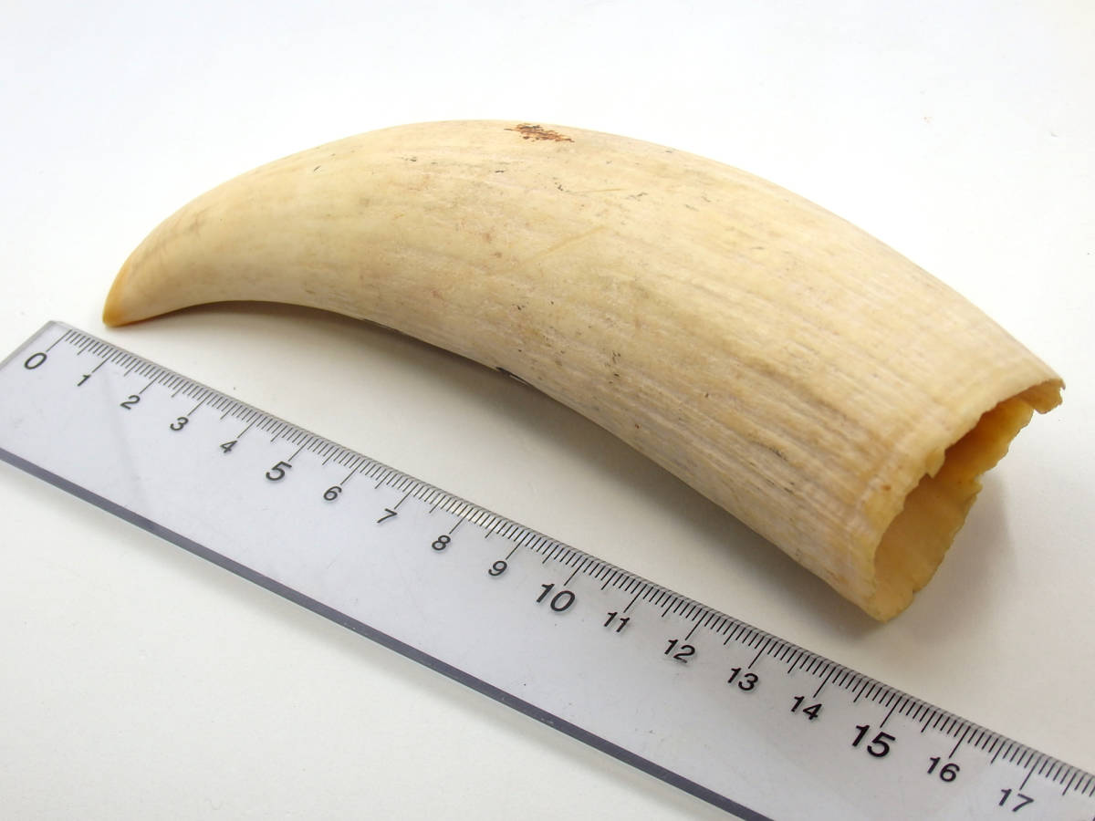 G40107 鯨歯 鯨牙 マッコウクジラ 抹香鯨 彫刻材料 印材 標本【総重量