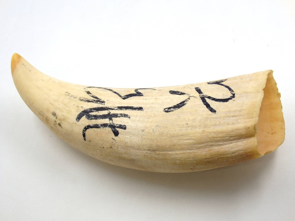 G40107 鯨歯 鯨牙 マッコウクジラ 抹香鯨 彫刻材料 印材 標本【総重量