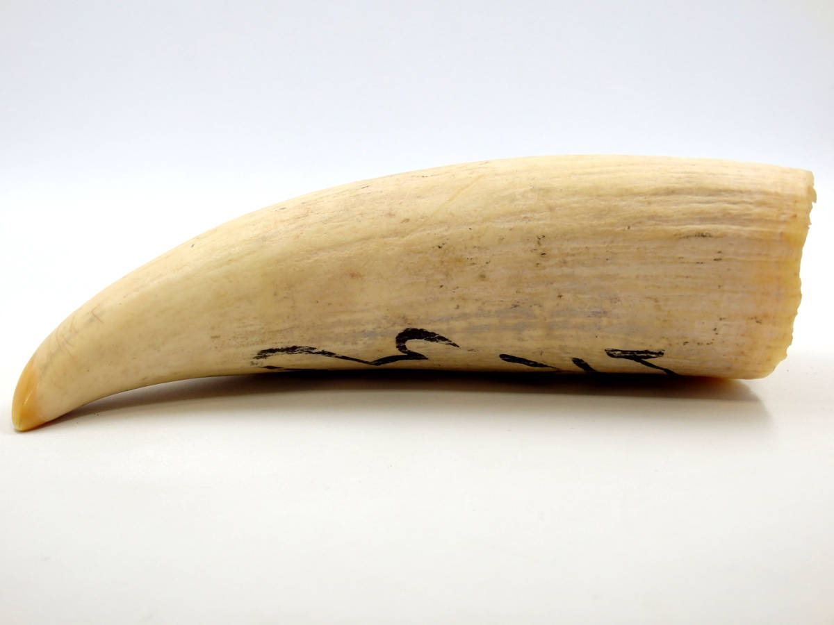 G40107 鯨歯 鯨牙 マッコウクジラ 抹香鯨 彫刻材料 印材 標本【総重量