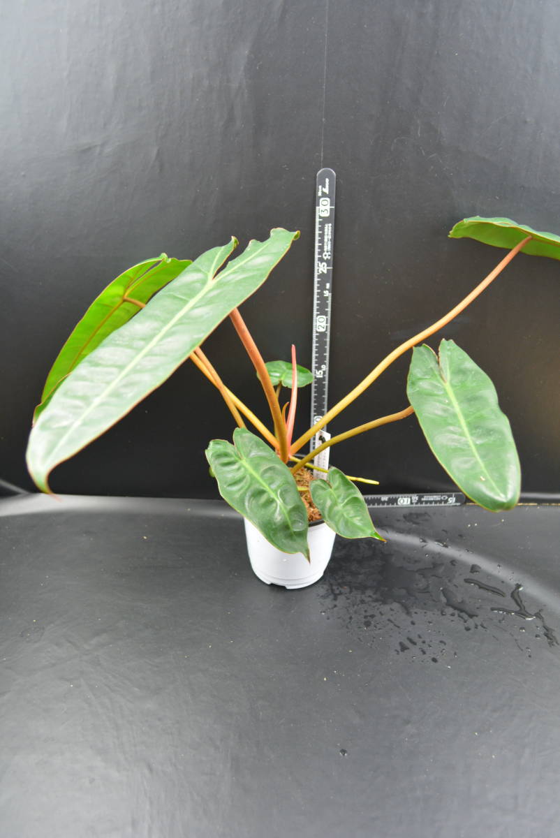 【新品，人気セール】 Philodendron billietiae フィロデンドロン ビレッティア 検/コロカシア アロカシア アンスリム8/10(その他)｜売買されたオークション情報、yahooの商品情報をアーカイブ公開 - オークファン その他