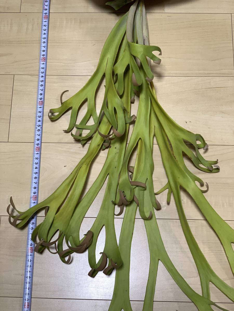 25 Platycerium willinckii finger dancer (Kintamani， Bali， Indonesia / wild) [現地株 未馴化 抜き苗 プラティケリウム]