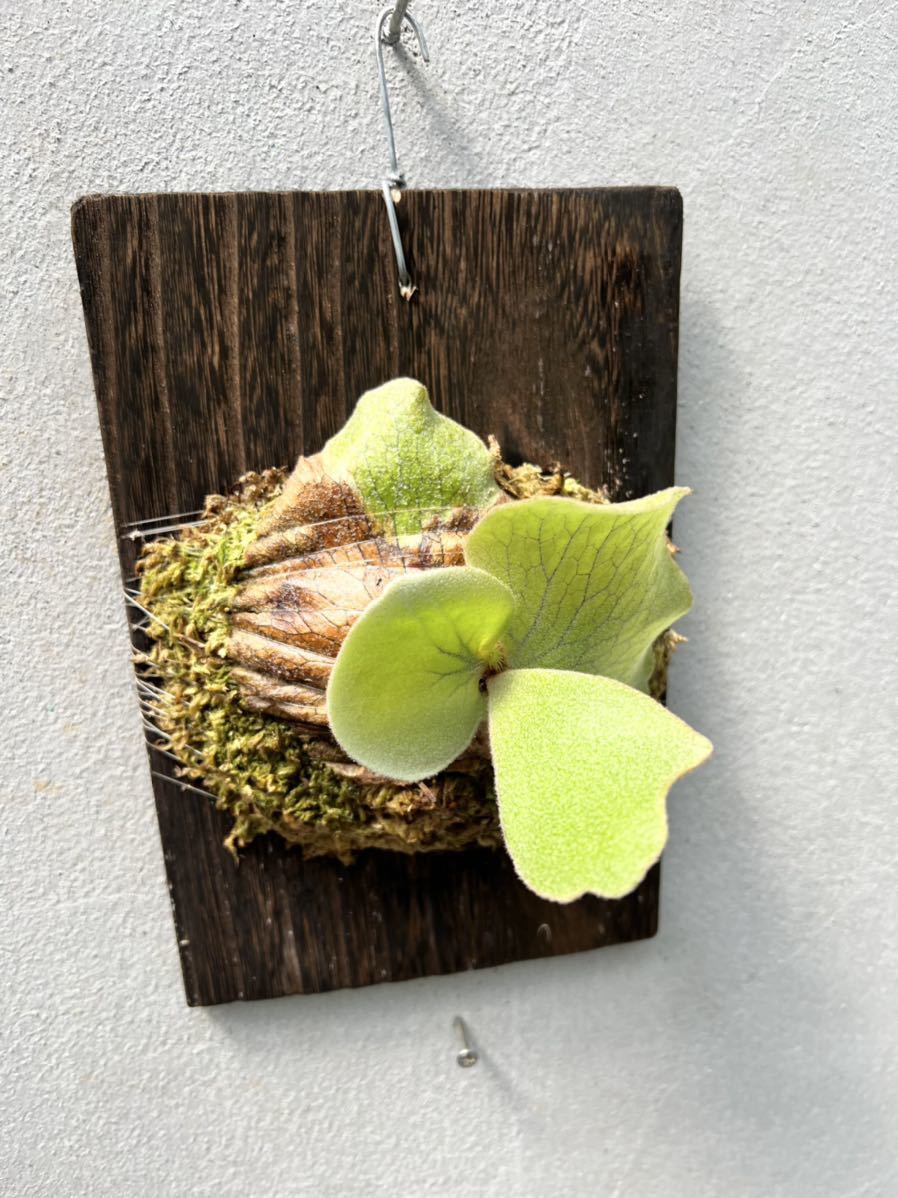 P. andinum (Wild由来) ビカクシダ【vandaka】