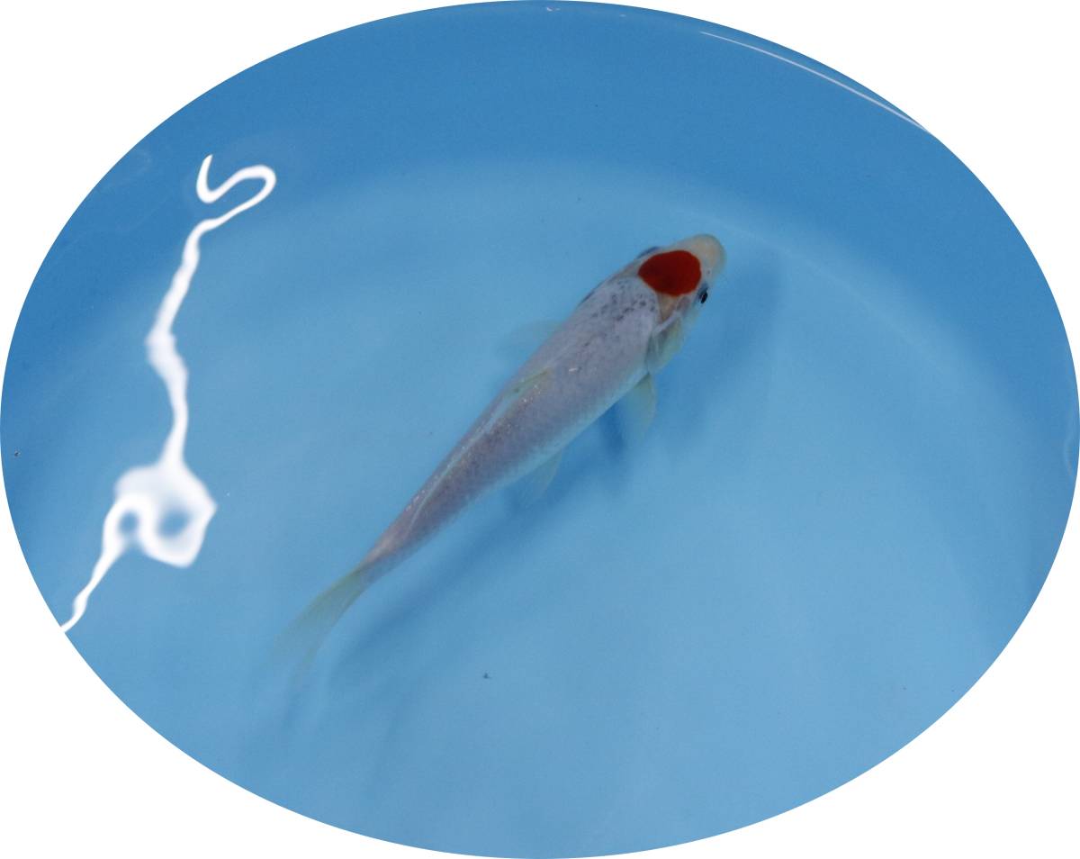 KHF】 錦鯉 丹頂五色 約18Cm 青木養鯉場産（山古志）F15C 錦鯉