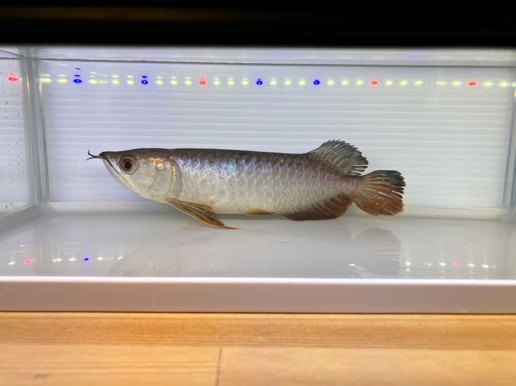 再出品 アジアアロワナマレーシアファーム産 ライスプスーパーおとなし  