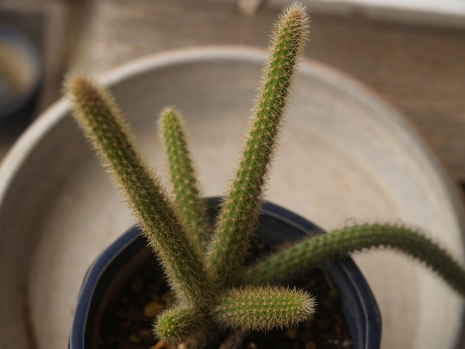 紐サボテンの値段と価格推移は 19件の売買情報を集計した紐サボテンの価格や価値の推移データを公開