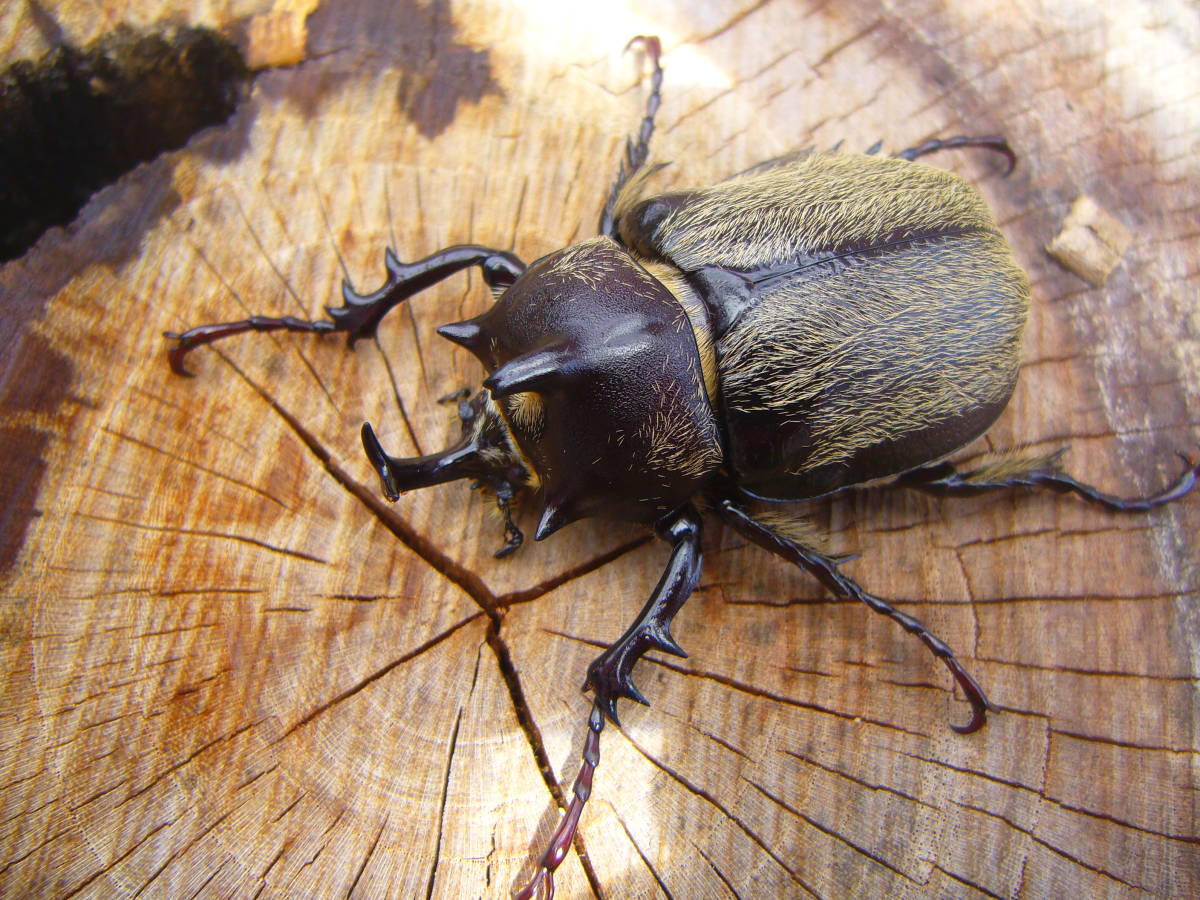 No14 ♂47♀41，7 テルシテスヒメゾウカブト新成虫ペア 間もなく