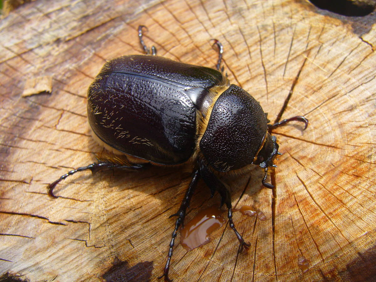 No14 ♂47♀41，7 テルシテスヒメゾウカブト新成虫ペア 間もなく