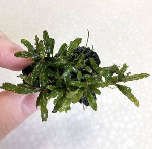 Tb便 Bucephalandra Kishii Kayulapis2 ブセファランドラ カユラピス２ Enjingi Hr