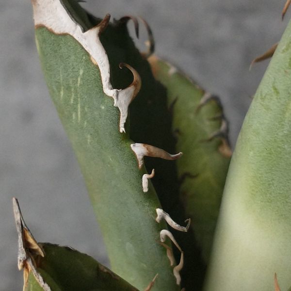 F1286】【超希少個体】オアハカ 産 アガベ オテロイ agave oteroi