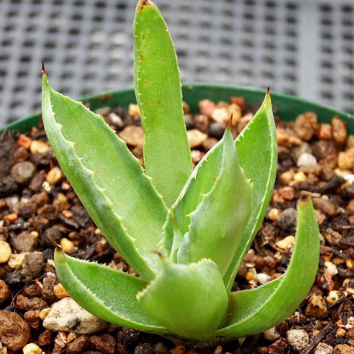 アガベ - ポタトラム Agave Potatorum Cubic Variegated キュービック