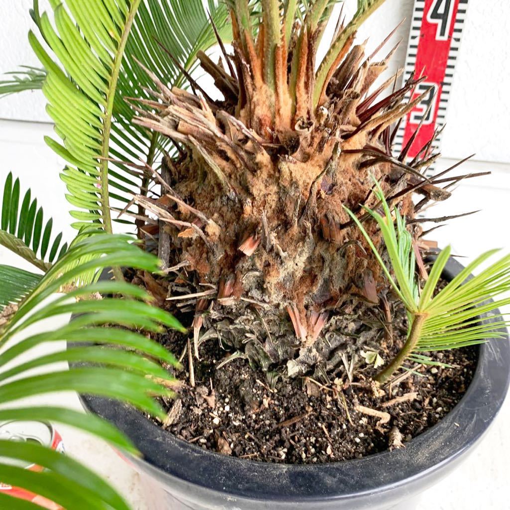 株立ち ソテツ 約:50cm sago palm⁄蘇鉄⁄そてつ⁄ヤシの