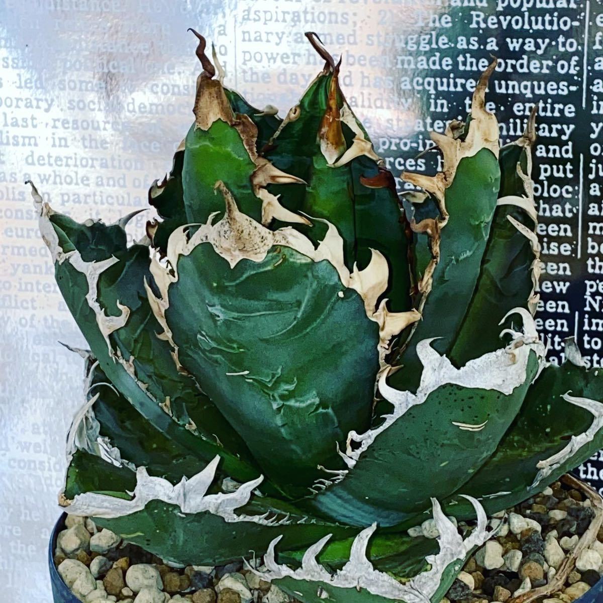 希少ダブルヘッド GODZILLA ゴジラ 子株 agave アガベ チタノタ 希少ダブルヘッド GODZILLA ゴジラ 子株 agave アガベ チタノタ