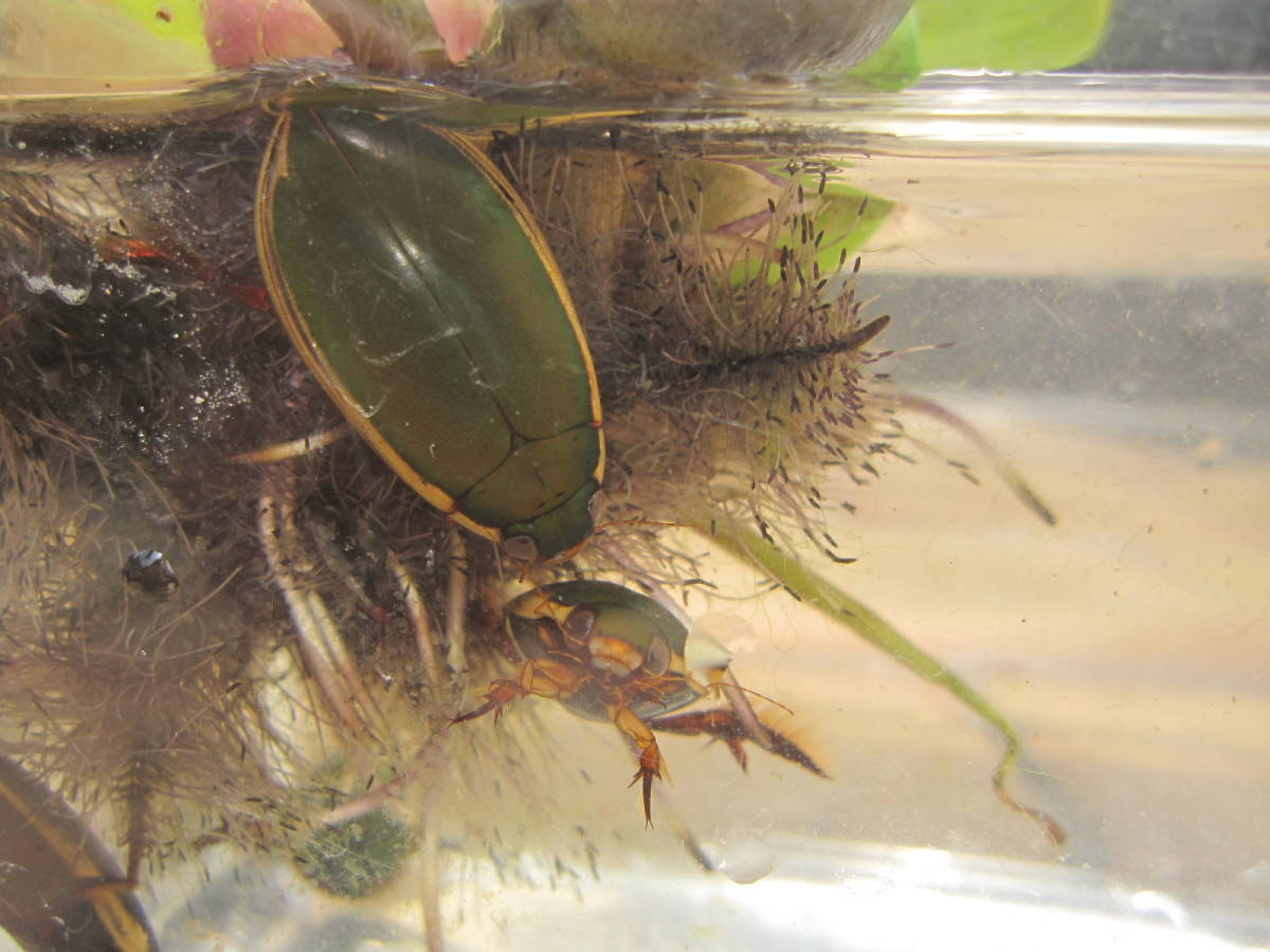 コガタノ　クロ合計4ペア 3ペア コガタノゲンゴロウ 合計6匹 3ペア ♂3匹 ♀3匹 新成虫 8月下旬
