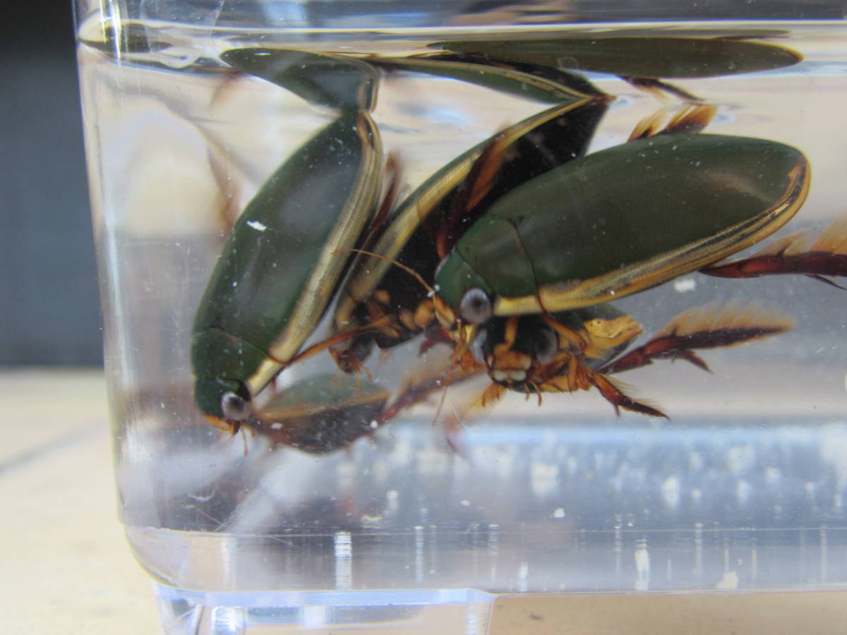 3ペア コガタノゲンゴロウ 合計6匹 3ペア ♂3匹 ♀3匹 新成虫 8月下旬