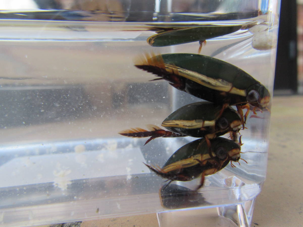 3ペア コガタノゲンゴロウ 合計6匹 3ペア ♂3匹 ♀3匹 新成虫 8月下旬