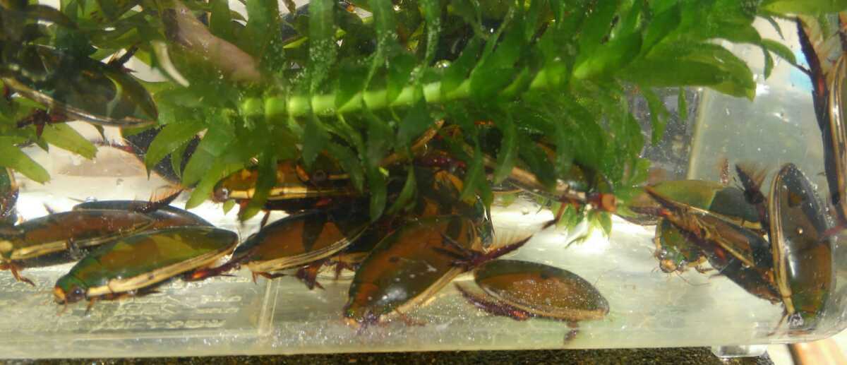 3ペア コガタノゲンゴロウ 合計6匹 3ペア ♂3匹 ♀3匹 新成虫 8月下旬