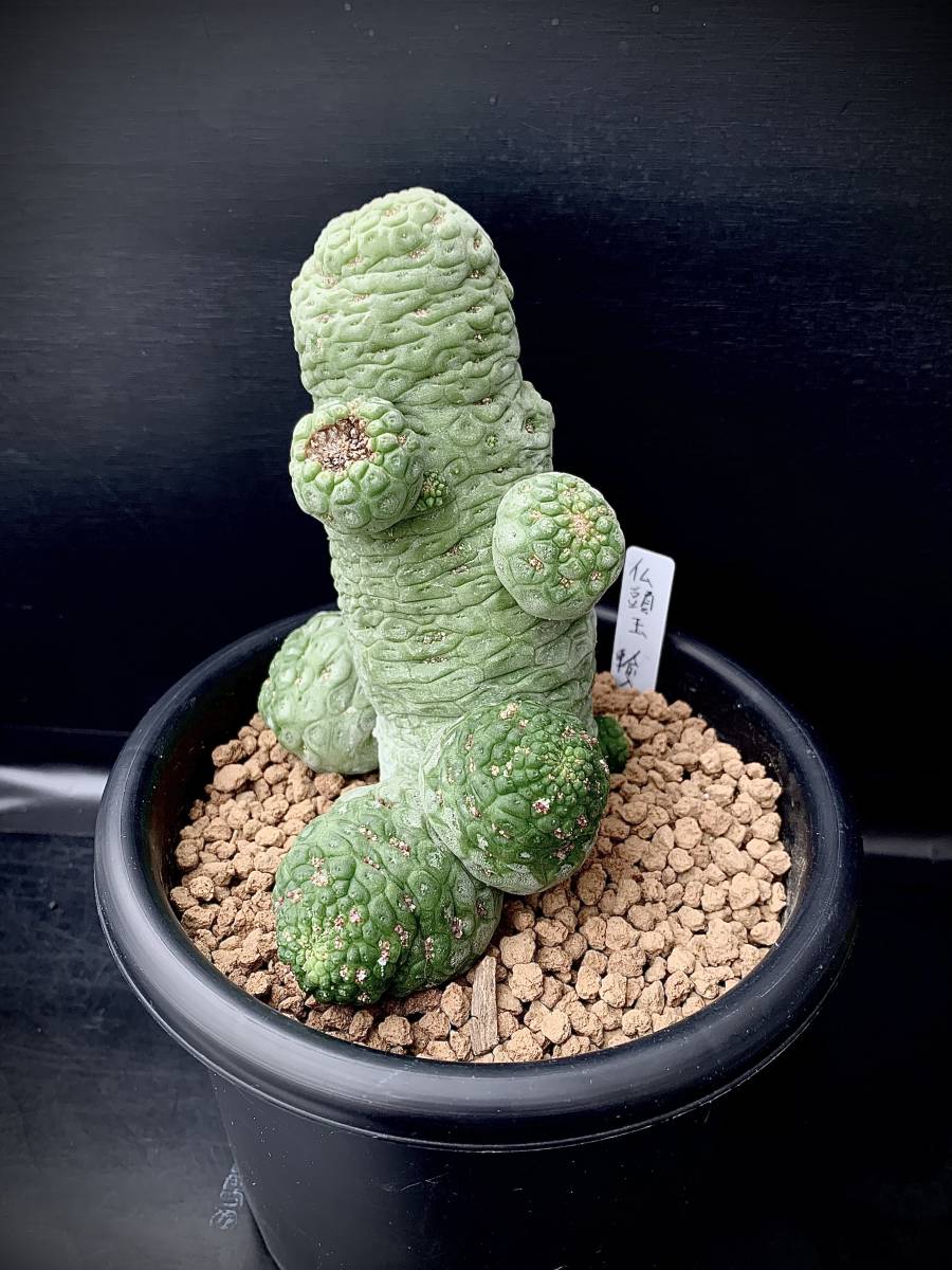 Larryleachia cactiformis - | of (Syn: – Trichocaulon picta