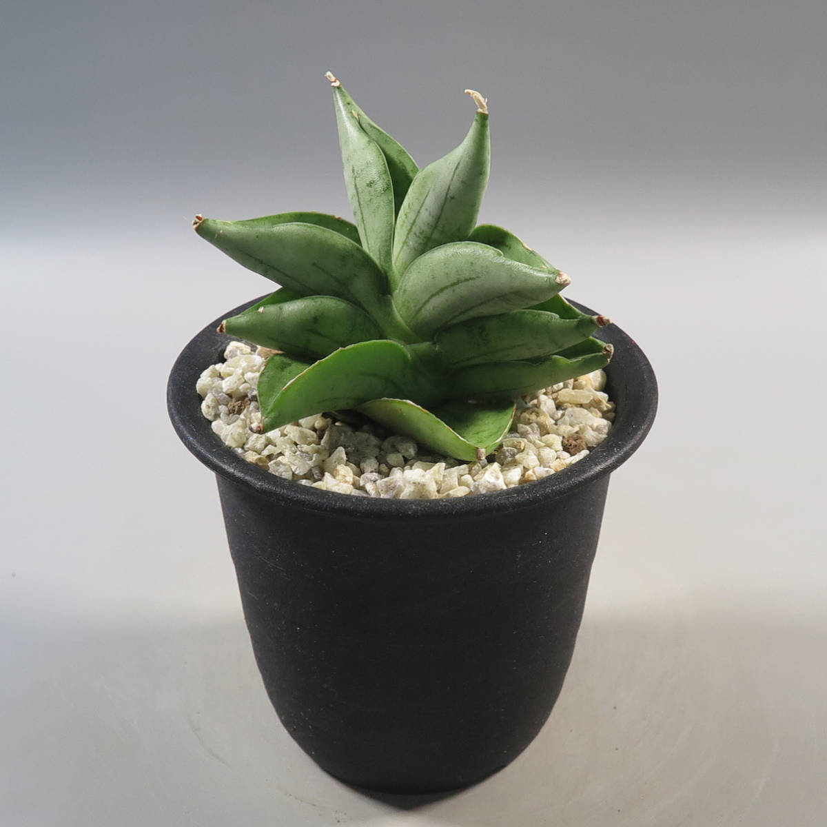  2. サンセベリア Sansevieria Meedee サンスベリア(サボテン)｜売買されたオークション情報、yahooの商品情報をアーカイブ公開 - オークファン サボテン