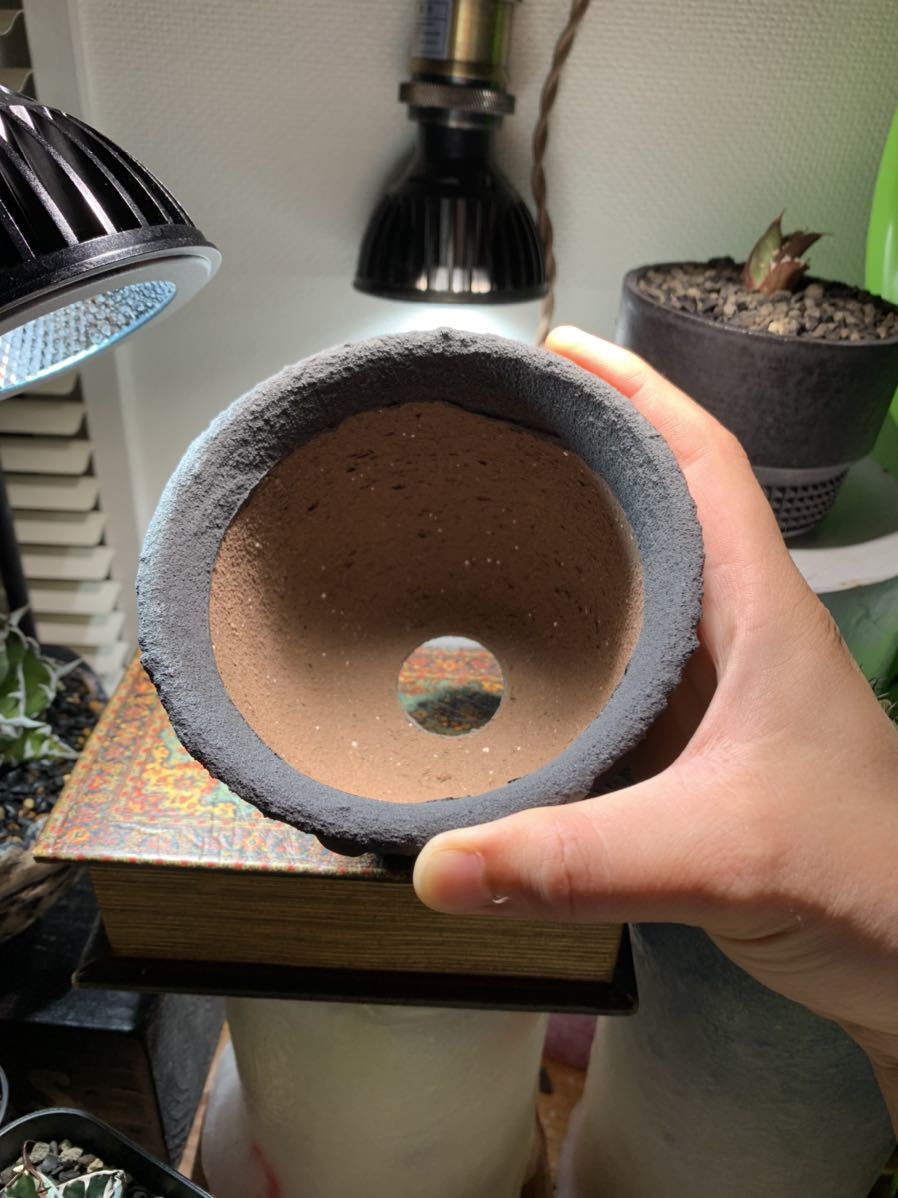 レフトボタニカル鉢 赤肌グラキリス 寝転がる