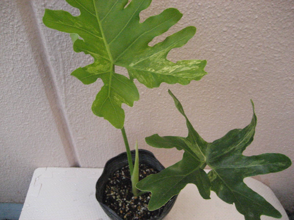 高級品 白 素焼鉢 陶器鉢 観葉植物 セローム 丸 テラコッタ 白色 鉢 Mosspot アイボリー フィロデンドロン 素焼 観葉 小型 フィロデンドロンセローム 丸形 鉢植え シリンダー型 ホワイト モスポット サトイモ 花 観葉植物