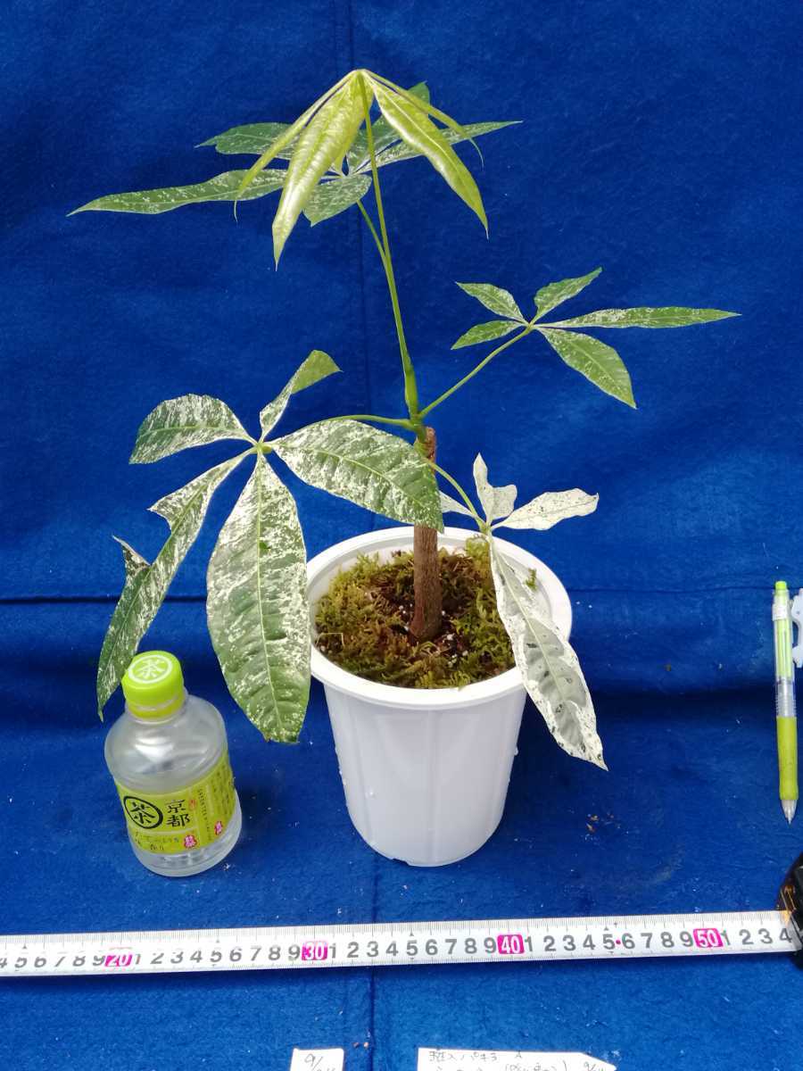 ミルキーウェイ 斑入りパキラ パキラ | 再入荷！希少！美しく上品 