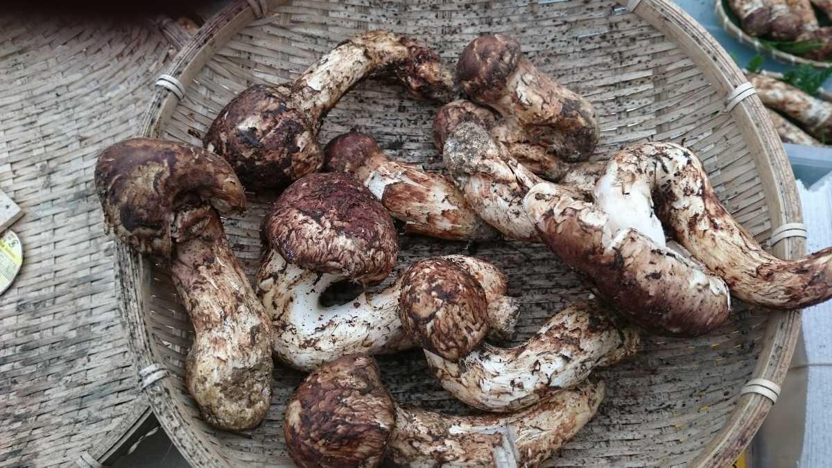 松茸 国産 No.7長野産松茸、傷物、100㌘単位 No.8長野産松茸、傷物 
