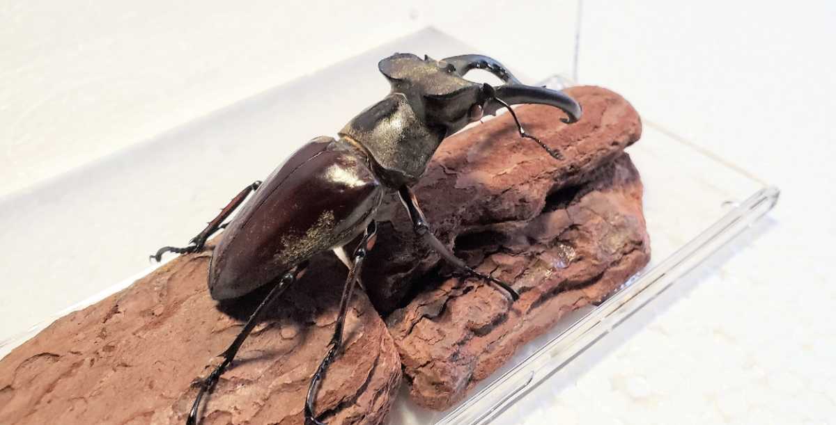 天然北海道産 ミヤマクワガタ標本 アルビノで目の色がパールピンクの