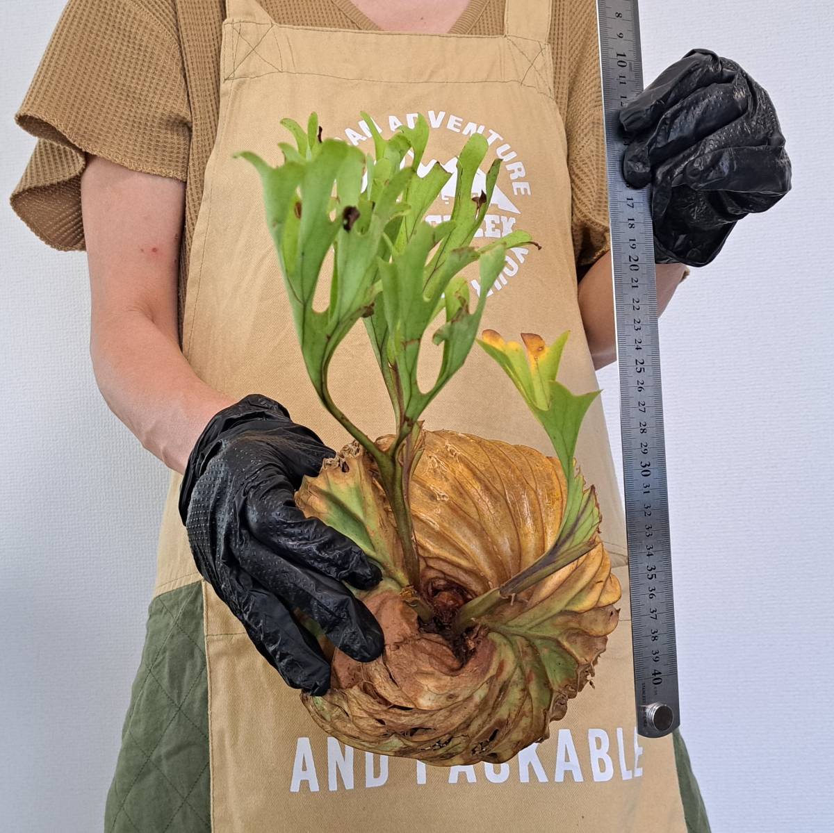 ☆1円スタート☆30 ビカクシダ 植物☆Platycerium ridleyi (プラティケリウム リドレイ)Center Borneo Wild/麋角羊歯