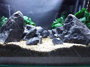 熱帯魚 石の値段と価格推移は 238件の売買情報を集計した熱帯魚 石の価格や価値の推移データを公開