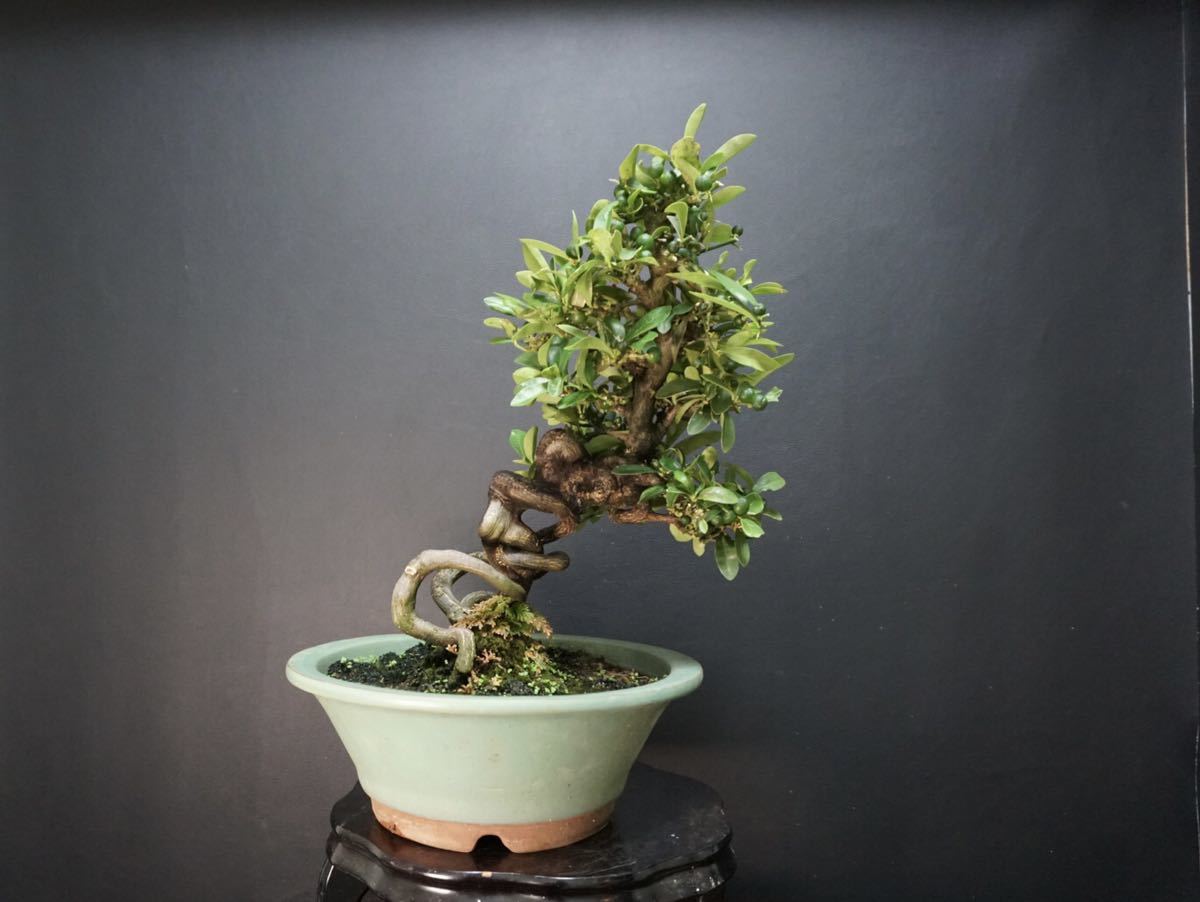 キンズ 盆栽 金豆 盆栽 花、園芸 盆栽用具 【公式通販】