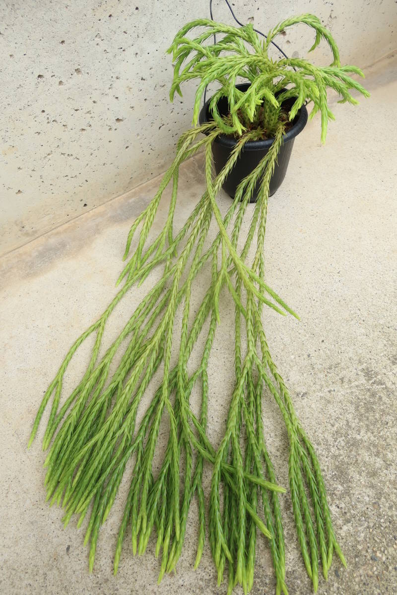 （◎＿◎；）★Huperzia carinata★Phlegmariurus★シダ★タイ産★★★