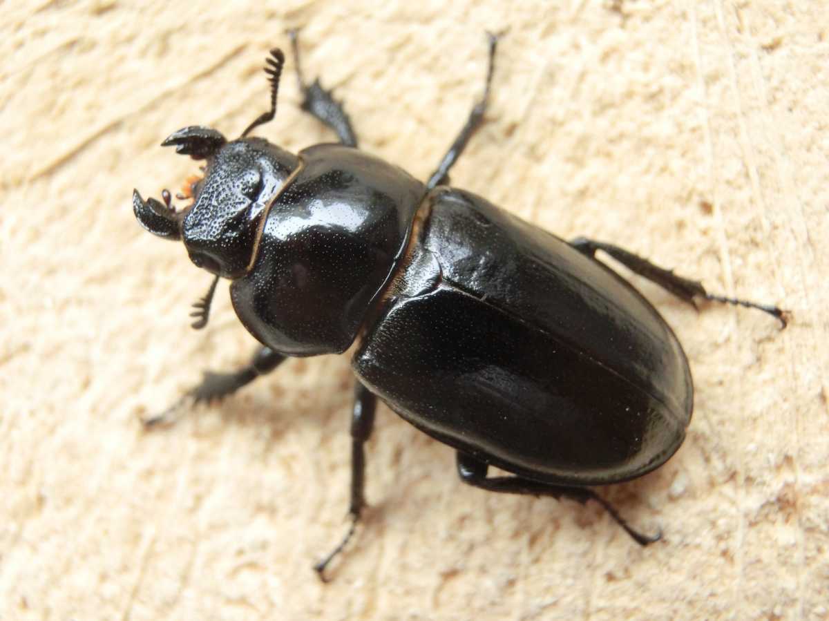 売約済み】ミクラミヤマ 2ペア