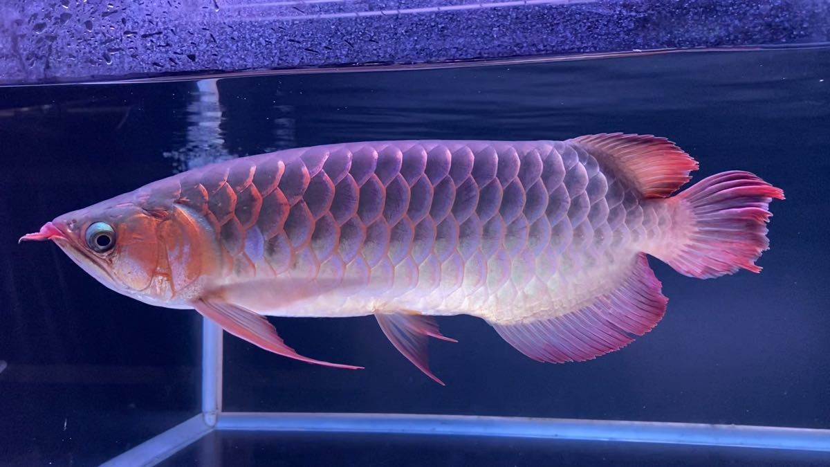 売り切り・スーパーレッド・アロワナ（カプアスフル産） 約40cm【死 