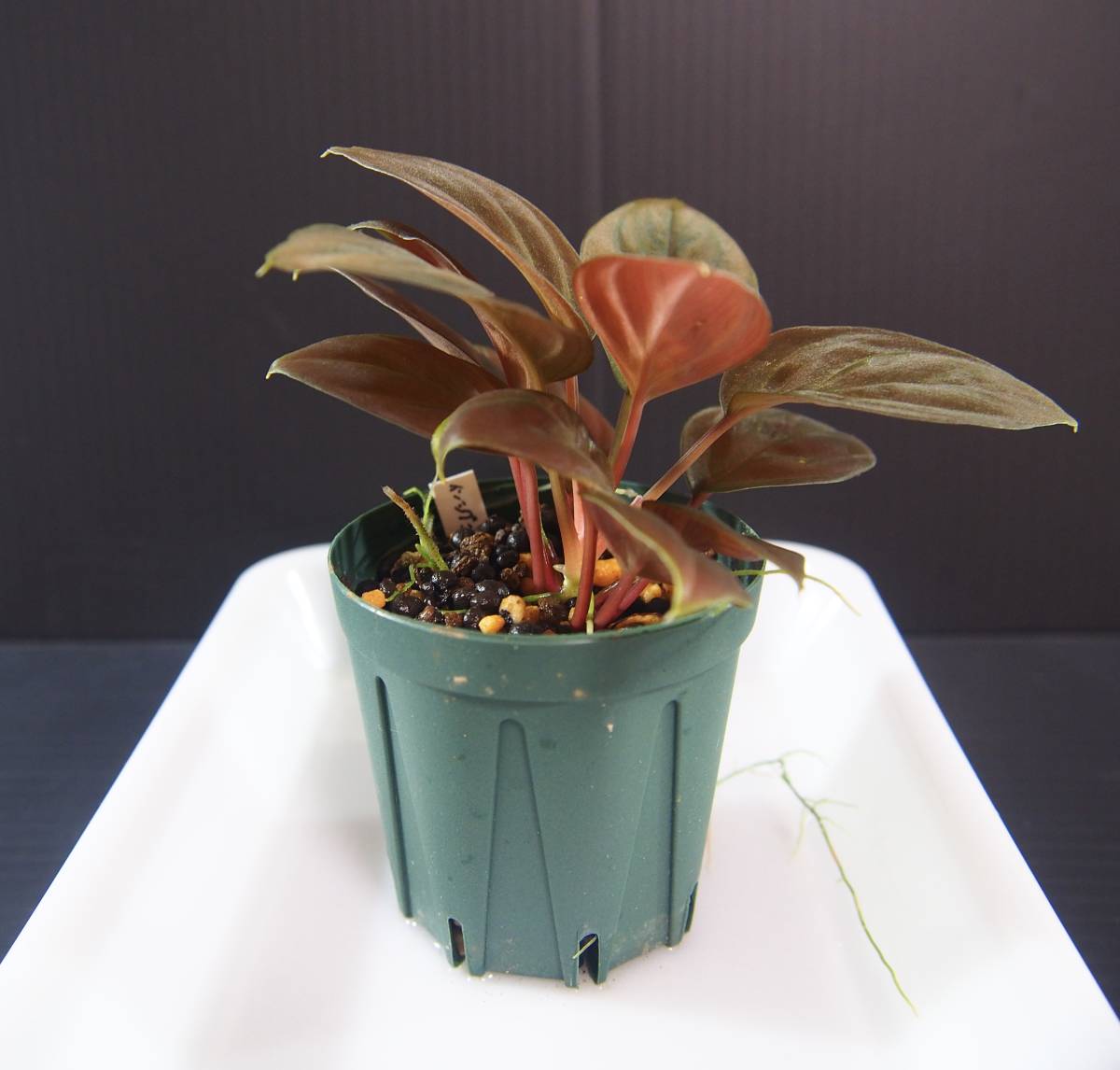 ホマロメナ sp.aff. insignis “Sarawak ホマロメナ sp.aff. insignis “Sarawak