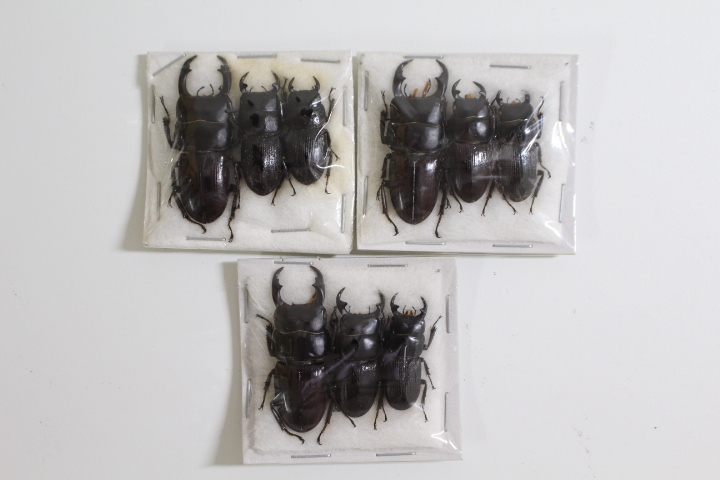 インド ヒラタクワガタ 標本