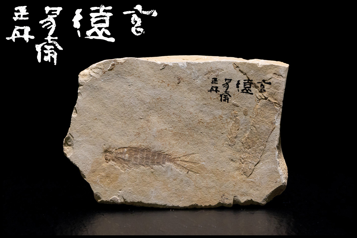 全国無料，定番人気 天香楼 化石 経年時代物 唐物 検索：中国産化石標本 発掘品 昆虫 AG4438(化石)｜売買されたオークション情報、yahooの商品情報をアーカイブ公開 - オークファン 化石