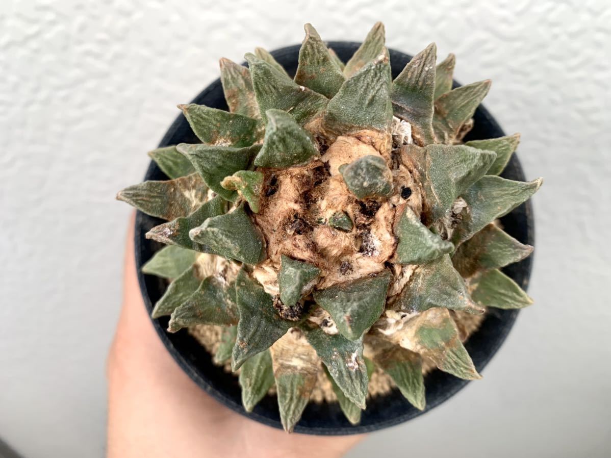 亀甲牡丹 アリオカルプス 竜角牡丹 現品 RYOKU アリオカルプス 竜角