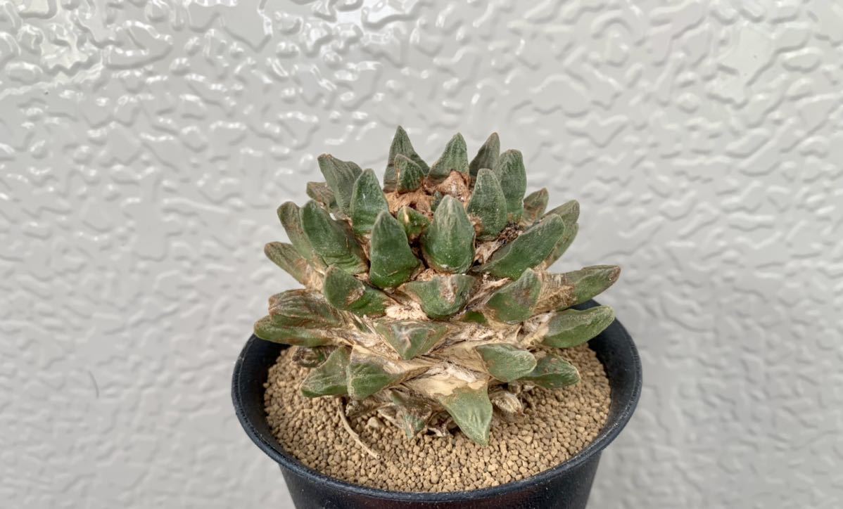 亀甲牡丹 アリオカルプス 竜角牡丹 現品 RYOKU アリオカルプス 竜角