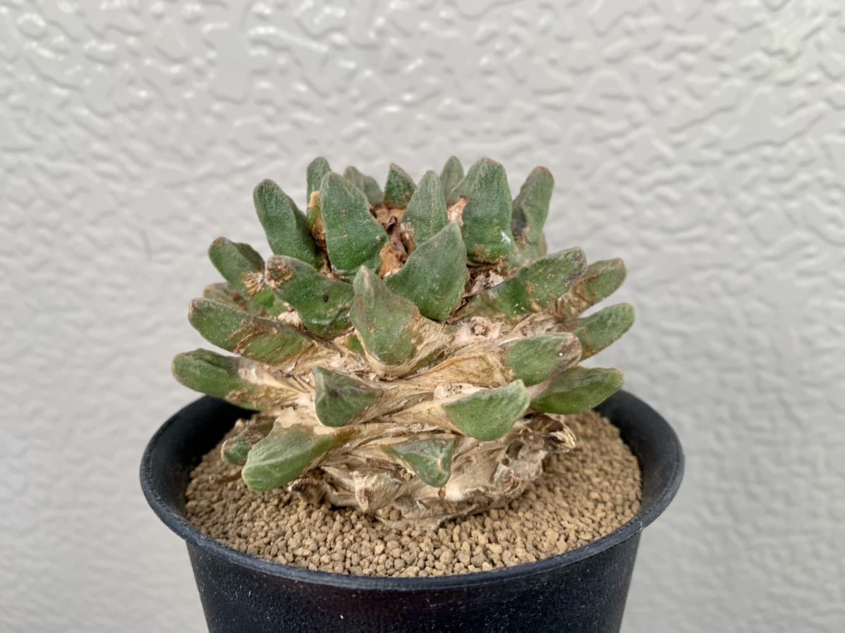 亀甲牡丹 アリオカルプス 竜角牡丹 現品 RYOKU アリオカルプス 竜角