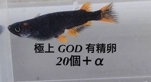 五式タイプR GODのYahoo!オークション(旧ヤフオク!)の相場・価格を見る