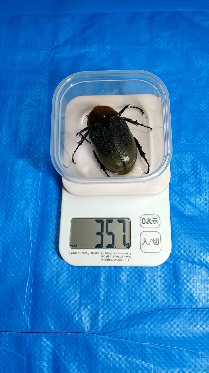 ヘラクレス ヘラクレスオオカブト DHヘラクレス 同血統ペア♂154mm