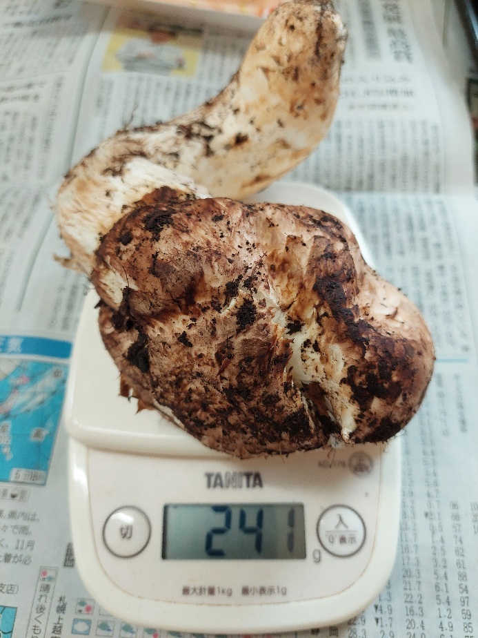 【格安】信州産まつたけ240グラム1本10/8採り