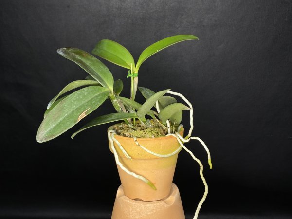 ☆洋蘭☆原種☆カトレア☆C. schilleriana f.coerulea x self