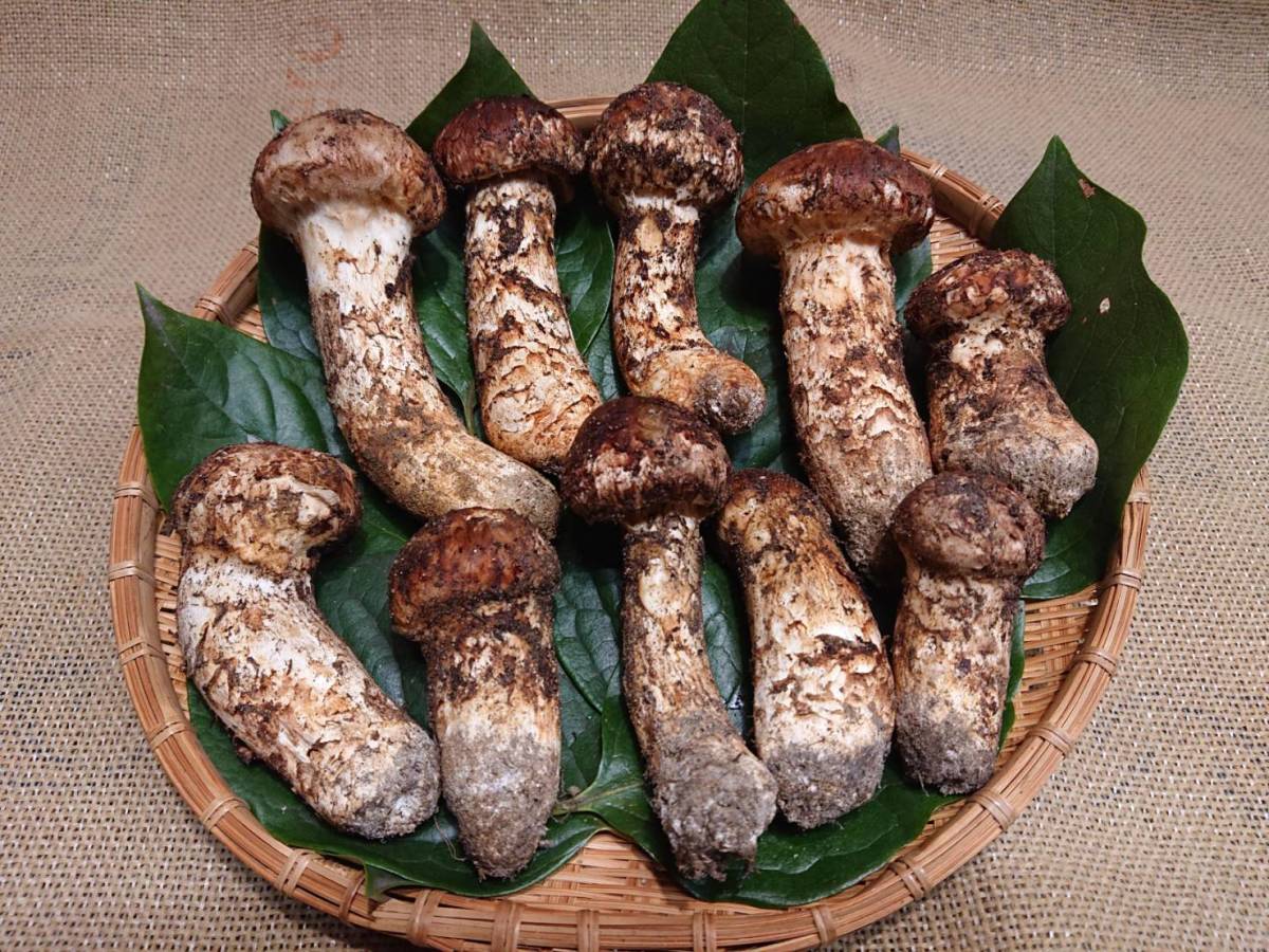 南信州産松茸160g（パック込み） ◇南信州産 松茸 極上 約614g10本◇10月9日収穫◇新鮮採れたて産地直送