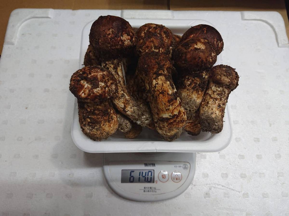 ◇南信州産 松茸 極上 約614g10本◇10月9日収穫◇新鮮採れたて産地直送